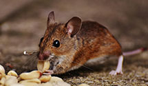 24 Hour & Emergency Exterminators in Garner, NC